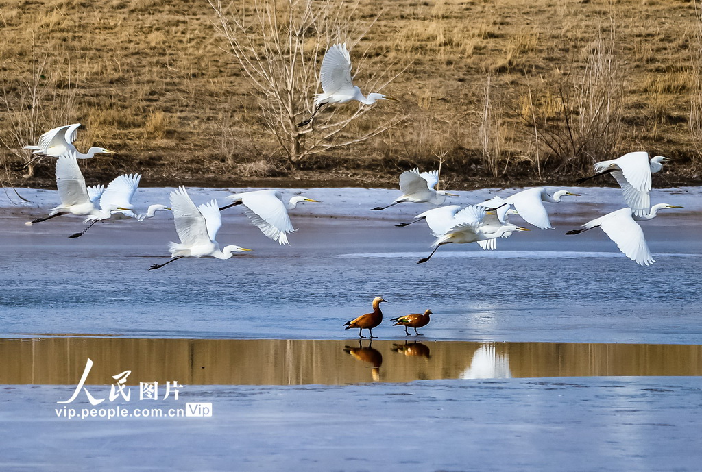 2025年3月1日，大批白鷺在敦煌黨河濕地棲息。