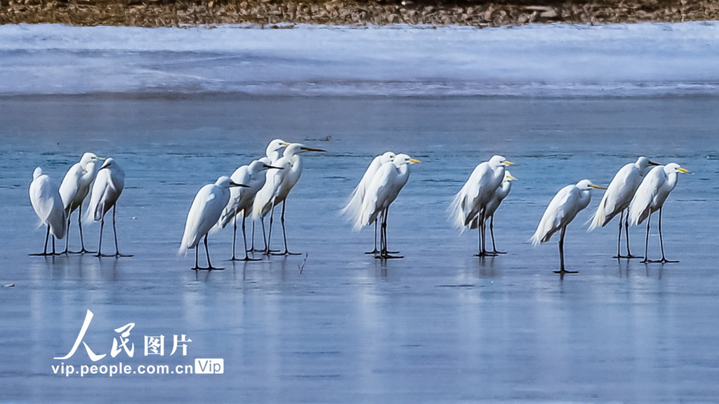 2025年3月1日，大批白鷺在敦煌黨河濕地棲息。