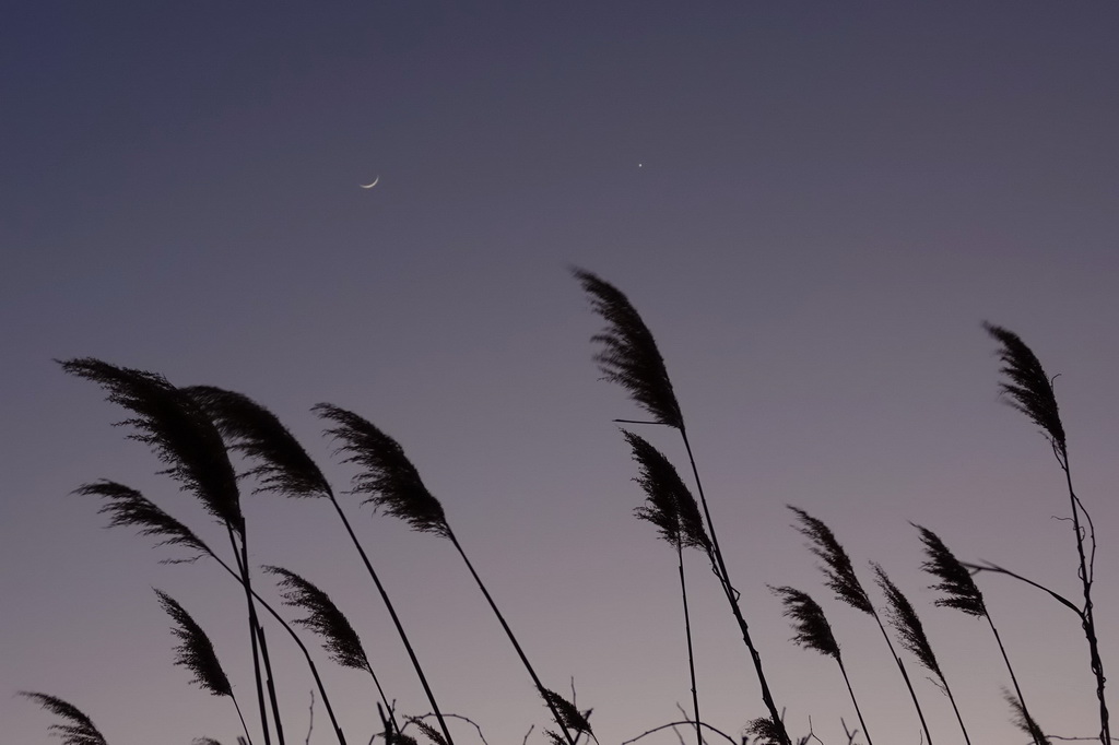 3月2日在黑龍江省同江市拍攝的金星伴月。新華社發（劉萬平攝）