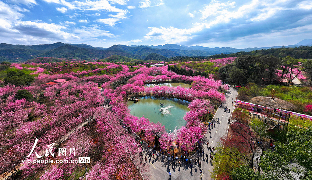 湖南常寧：櫻花爛漫春光美
