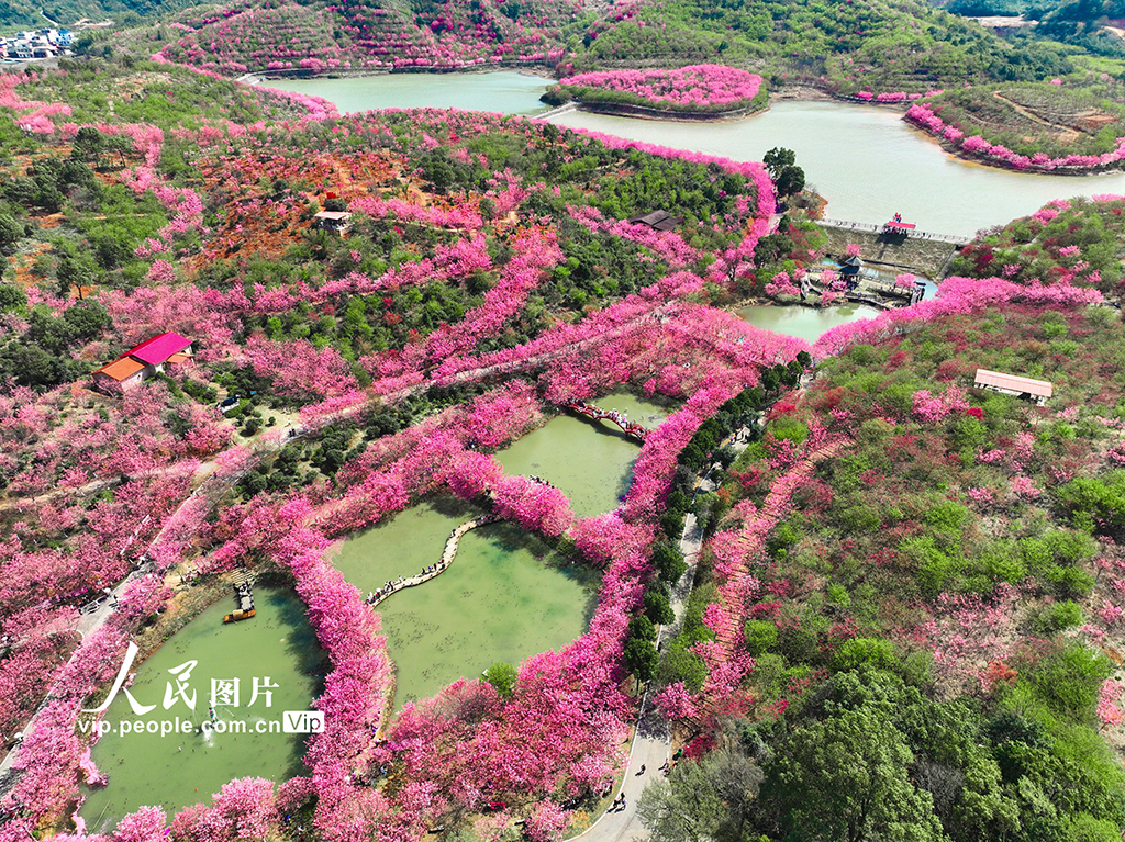 湖南常寧：櫻花爛漫春光美【3】