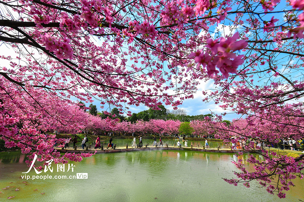 湖南常寧：櫻花爛漫春光美【4】