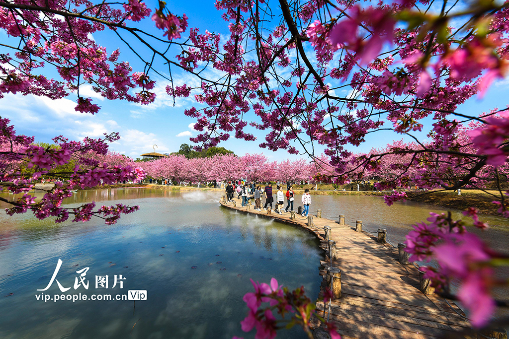 湖南常寧：櫻花爛漫春光美【5】