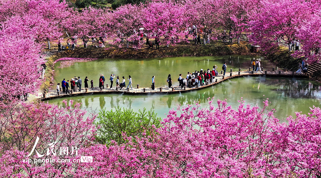 湖南常寧：櫻花爛漫春光美【6】