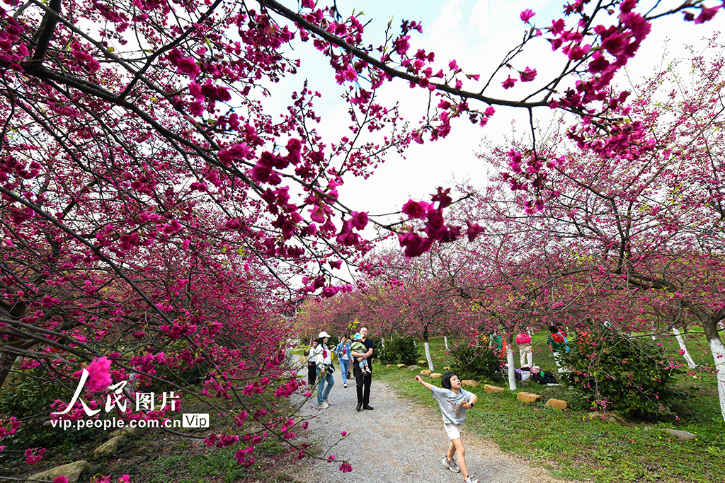 湖南常寧：櫻花爛漫春光美【8】
