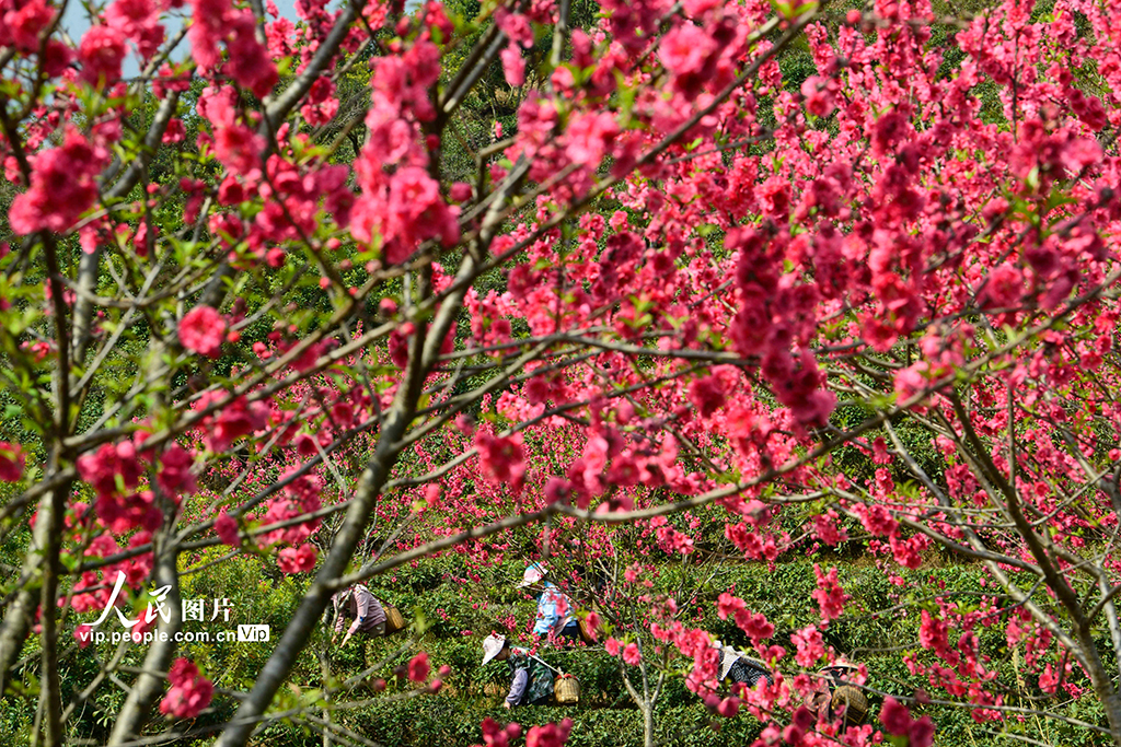 2025年3月2日，在昭平縣仙回瑤族鄉新中村大兀山有機生態茶園，村民在采摘春茶。