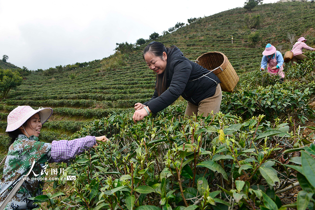 2025年3月2日，在廣西壯族自治區賀州市昭平縣仙回瑤族鄉新中村大兀山有機生態茶園，村民在采摘春茶。