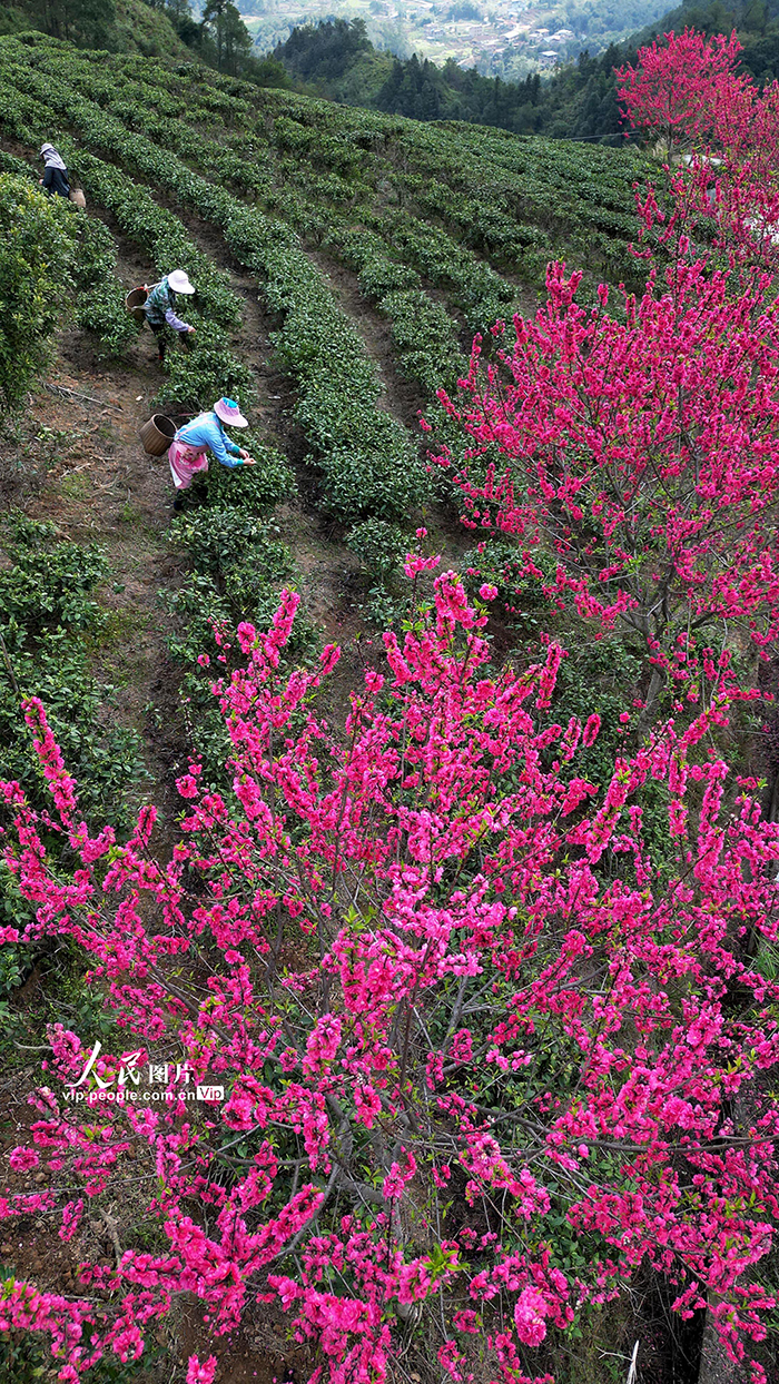 2025年3月2日，在廣西壯族自治區賀州市昭平縣仙回瑤族鄉新中村大兀山有機生態茶園，村民在采摘春茶。