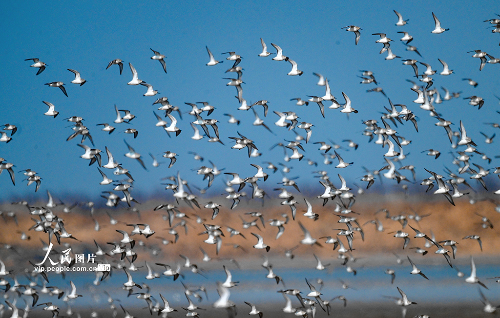 江蘇東臺：條子泥濕地萬鳥翔集