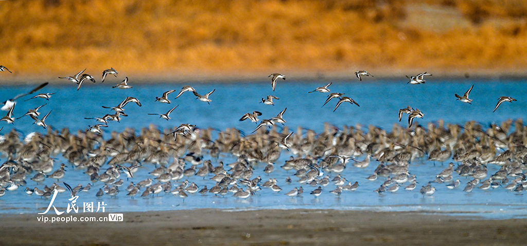江蘇東臺：條子泥濕地萬鳥翔集【4】