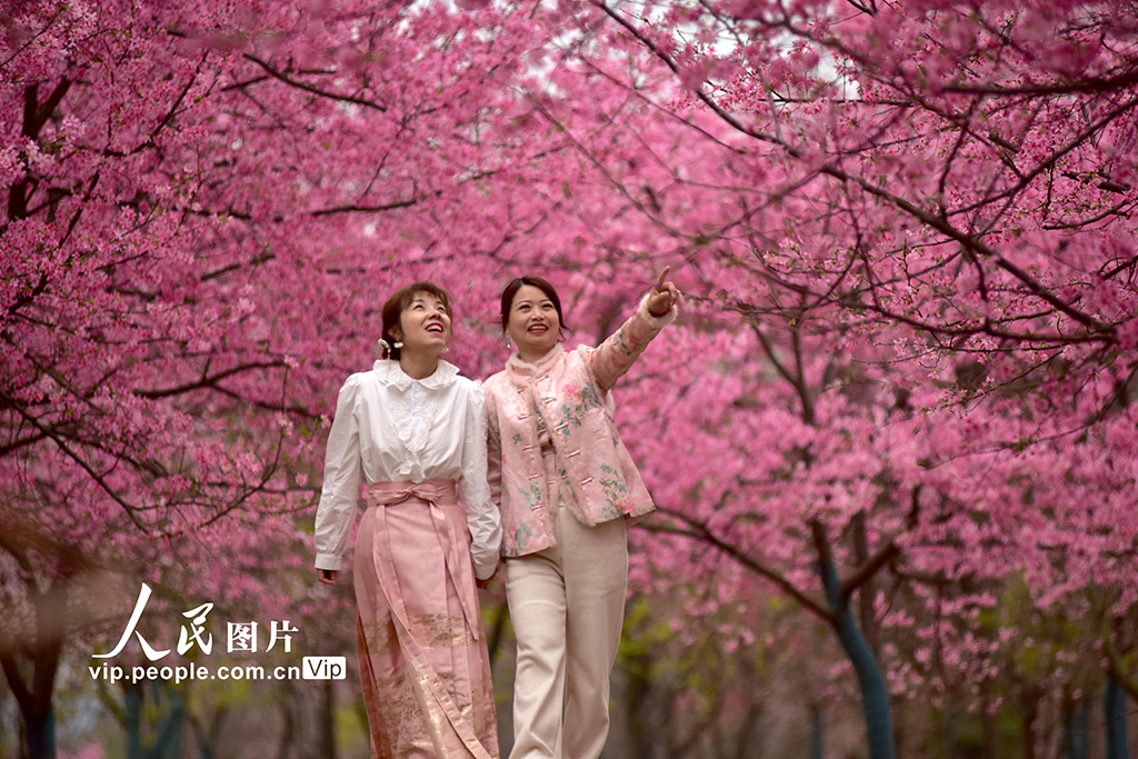 湖南桂陽：千畝櫻花迎春綻放【4】