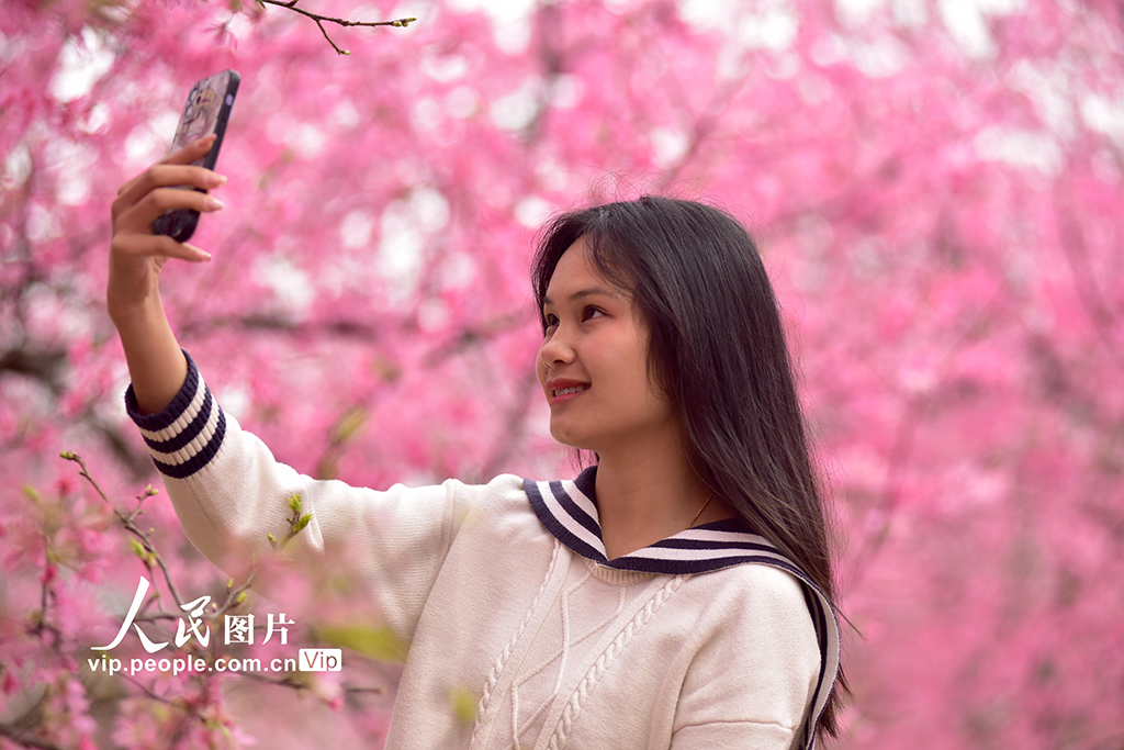 湖南桂陽：千畝櫻花迎春綻放【3】