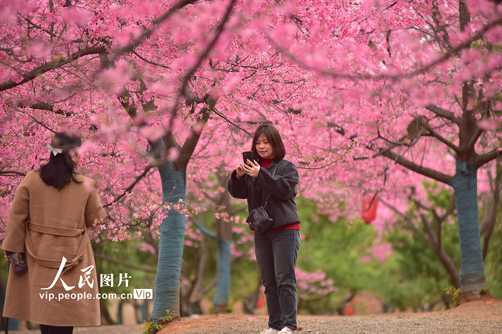 湖南桂陽：千畝櫻花迎春綻放【5】
