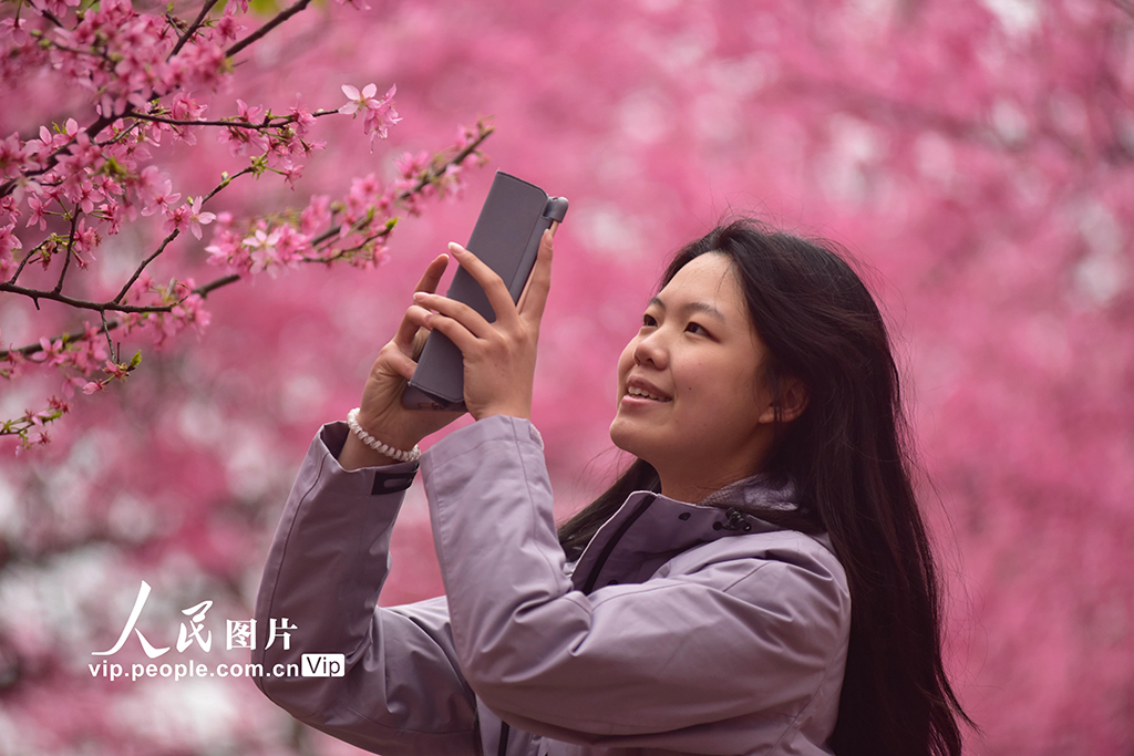 湖南桂陽：千畝櫻花迎春綻放【2】