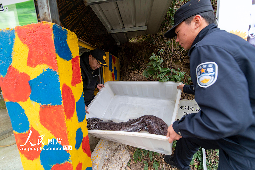 浙江金華：救助野生動物