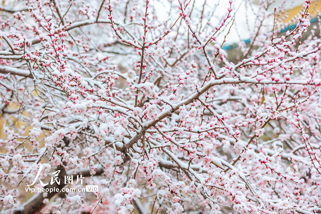 山西運城：春雪浴春花【3】
