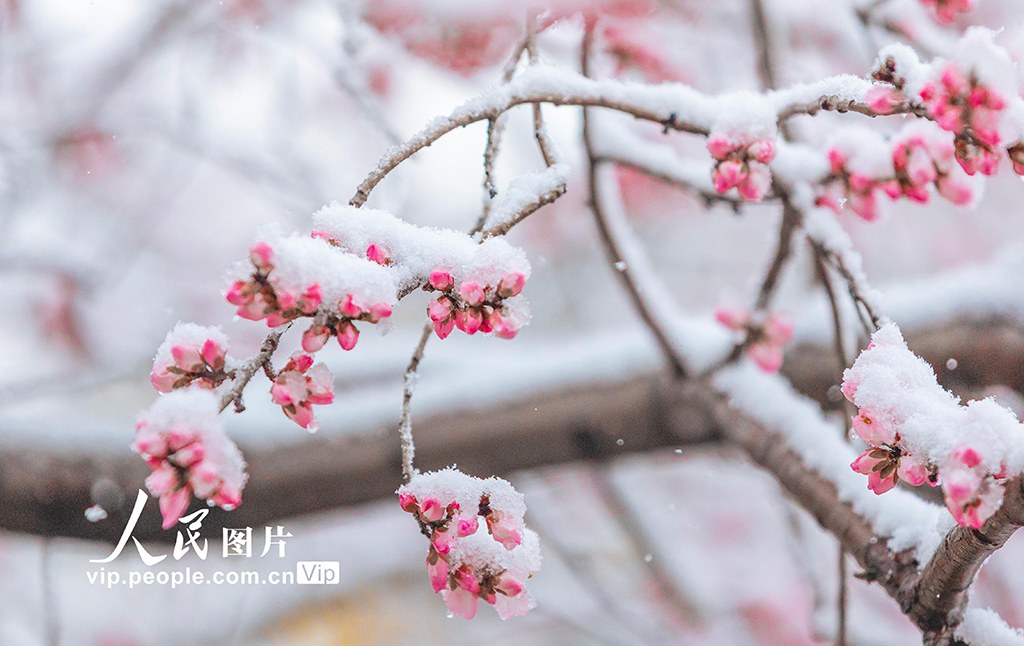 山西運城：春雪浴春花【4】