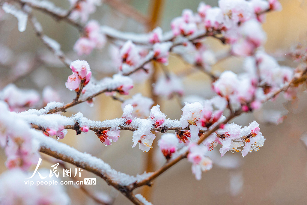 山西運城：春雪浴春花【5】