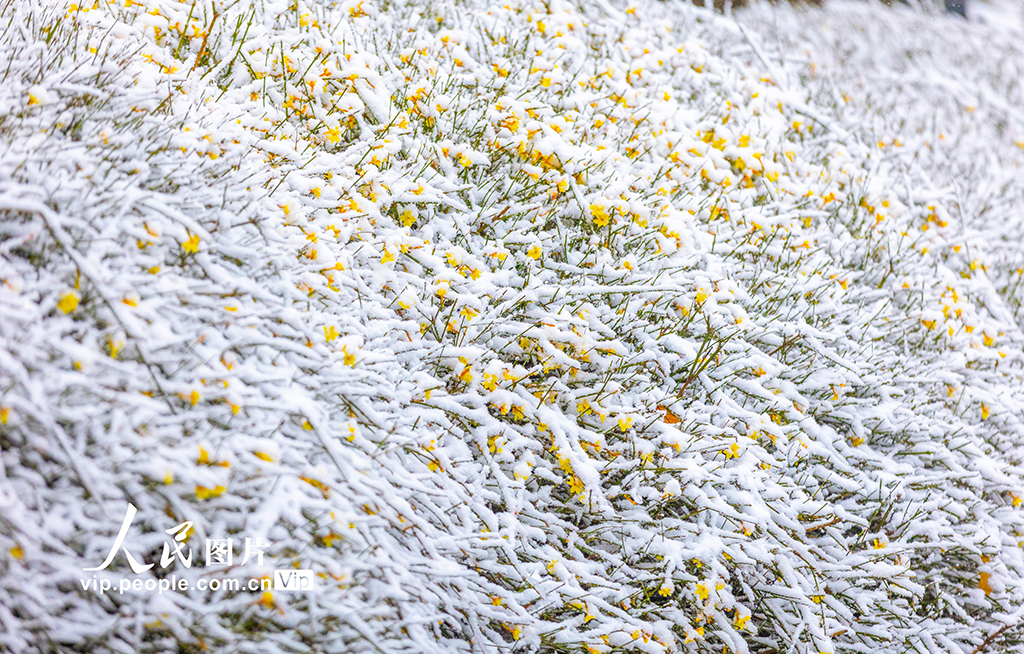 山西運城：春雪浴春花【6】