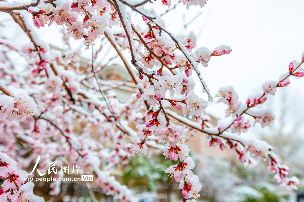 山西運城：春雪浴春花【9】