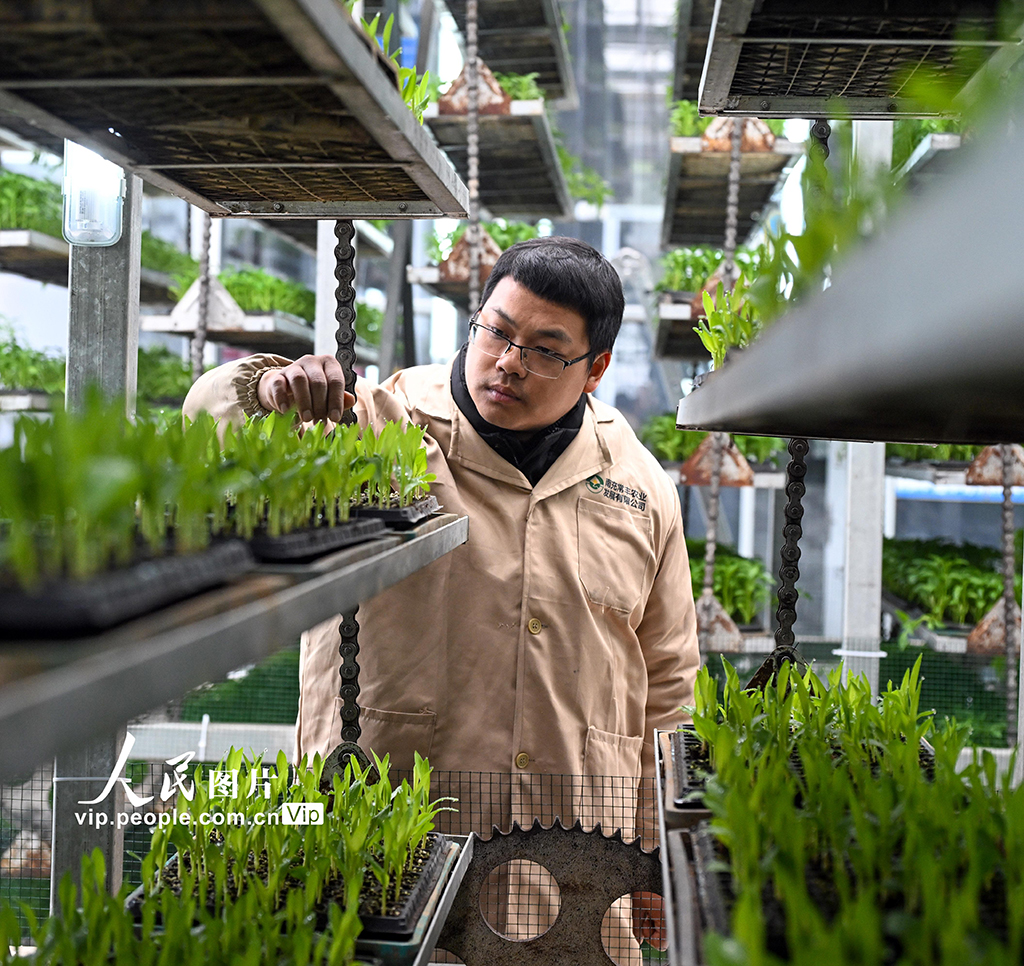 四川蓬安：育苗備春耕【4】