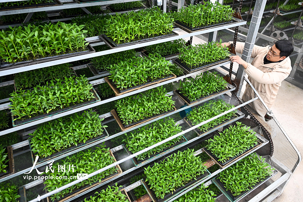 四川蓬安：育苗備春耕【3】