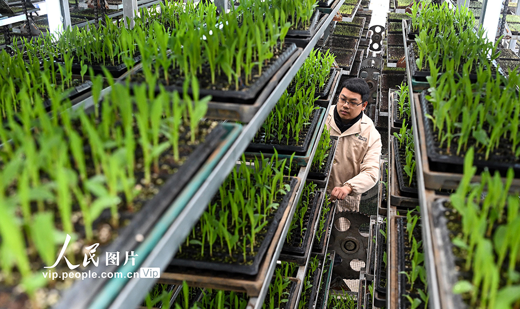 四川蓬安：育苗備春耕【5】