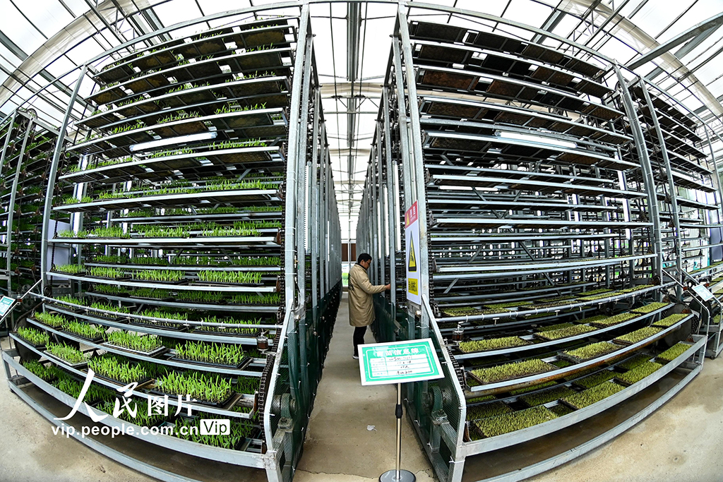 四川蓬安：育苗備春耕