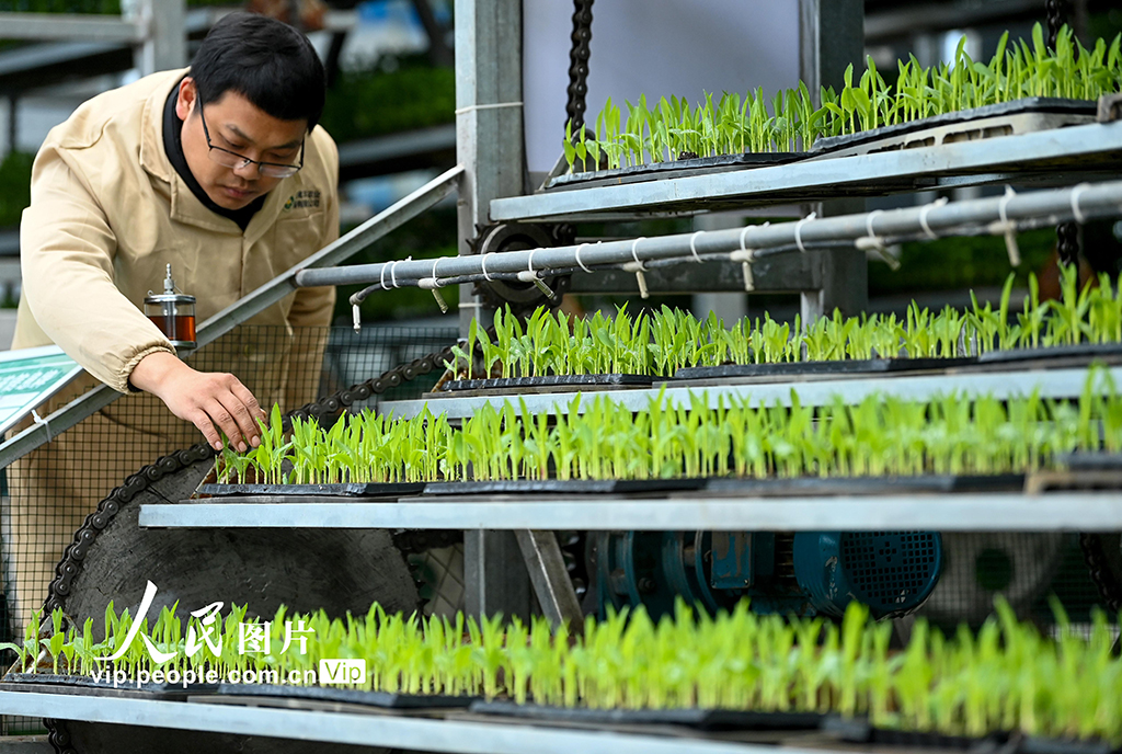 四川蓬安：育苗備春耕【2】