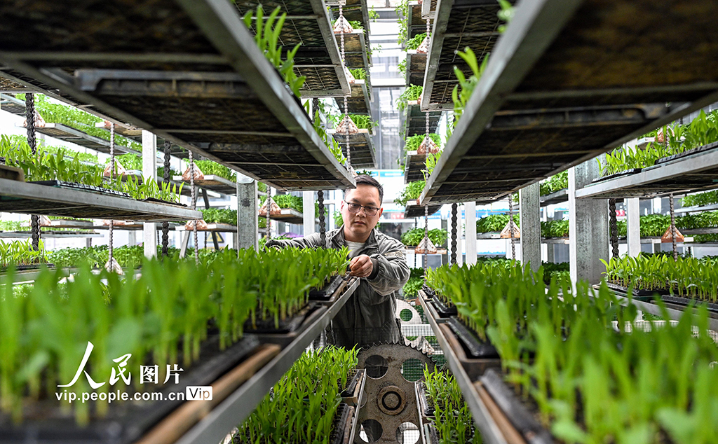 四川蓬安：育苗備春耕【6】