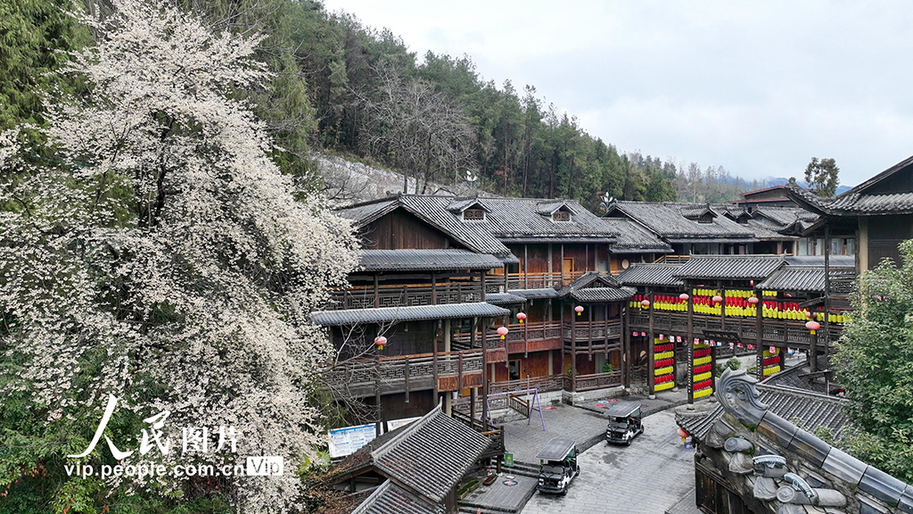 重慶酉陽：古城櫻花開【3】