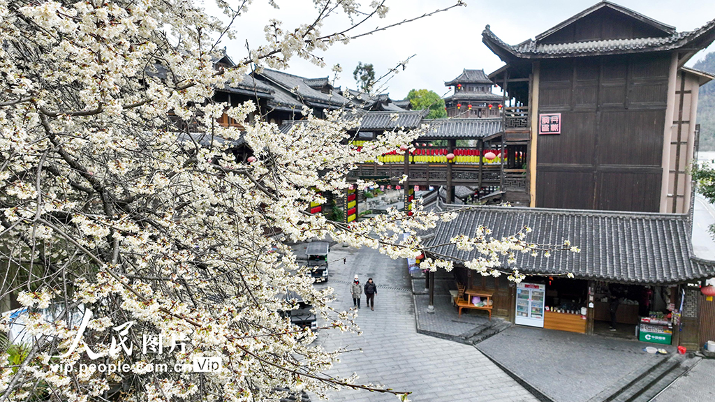 重慶酉陽：古城櫻花開【5】