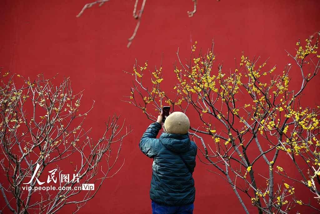 國家植物園蠟梅盛開