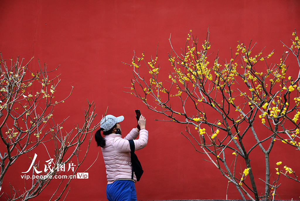 國家植物園蠟梅盛開【2】