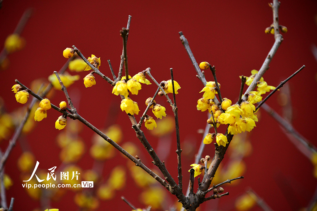 國家植物園蠟梅盛開【3】