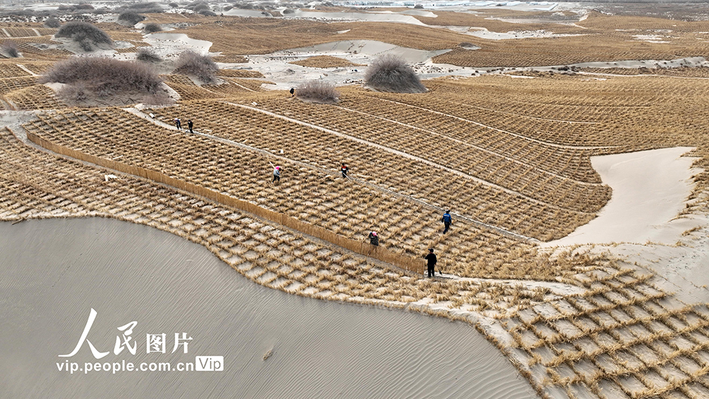 甘肅金塔：壓沙筑牢生態防線 守護綠色家園【2】