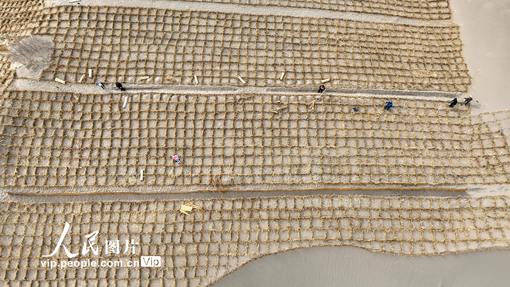 甘肅金塔：壓沙筑牢生態防線 守護綠色家園【3】