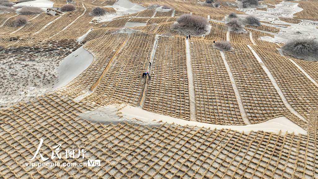 甘肅金塔：壓沙筑牢生態防線 守護綠色家園【6】