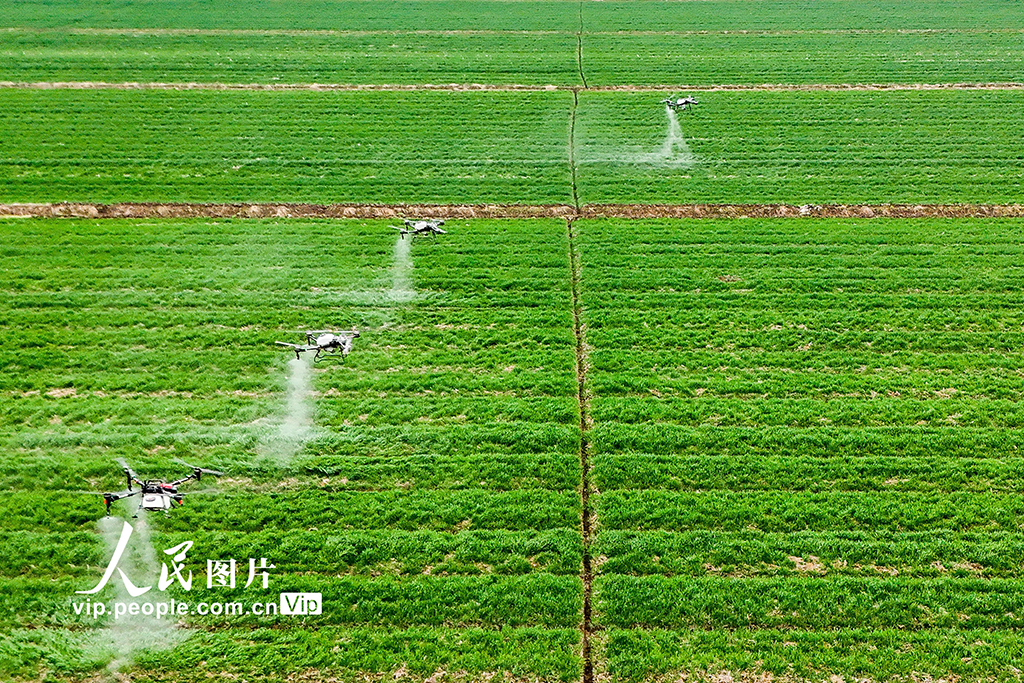 安徽銅陵：無人機施肥【4】