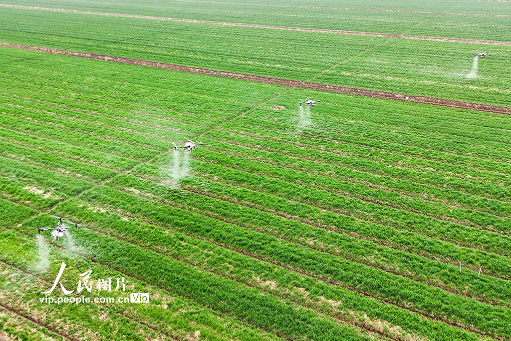 安徽銅陵：無人機施肥【2】