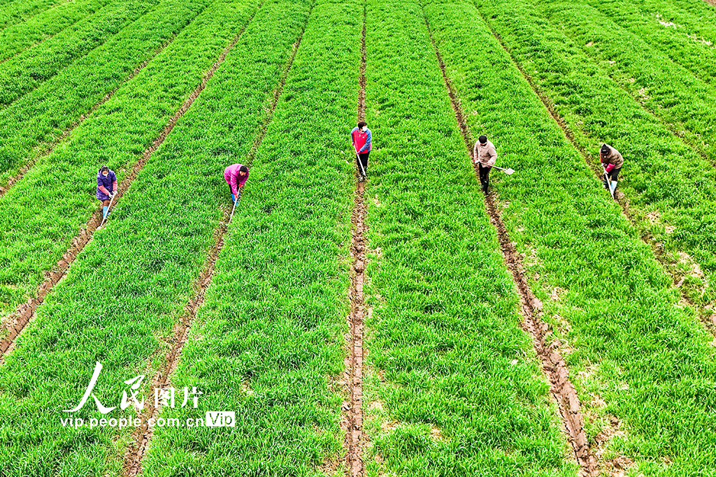 安徽銅陵：無人機施肥【5】