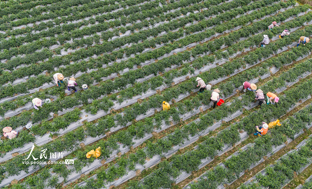 海南瓊海：采收辣椒 供應市場【3】