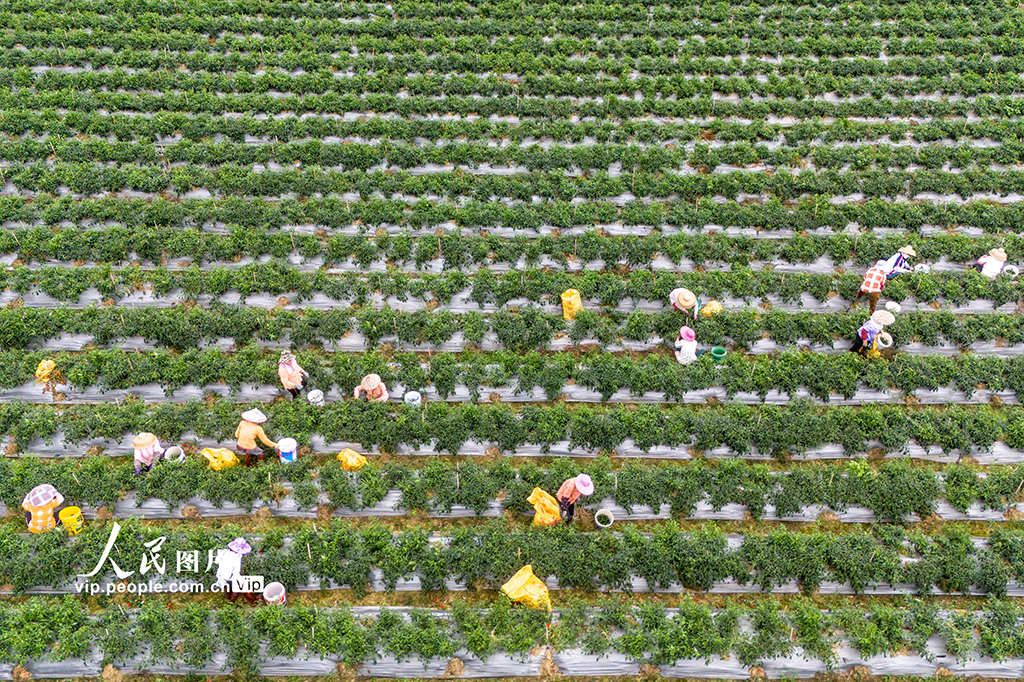 海南瓊海：采收辣椒 供應市場【4】