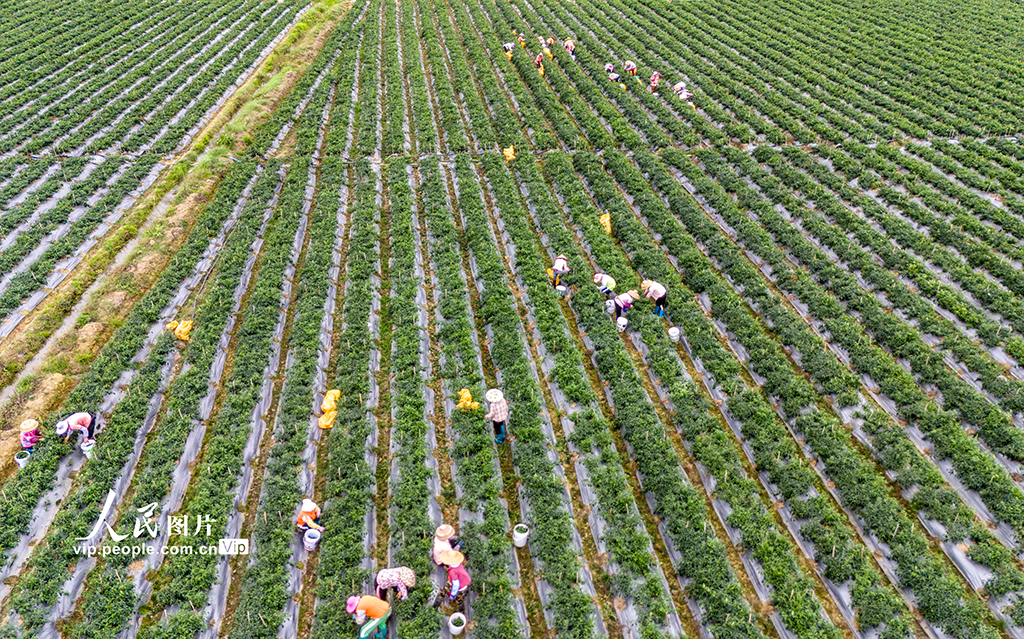 海南瓊海：采收辣椒 供應市場【6】