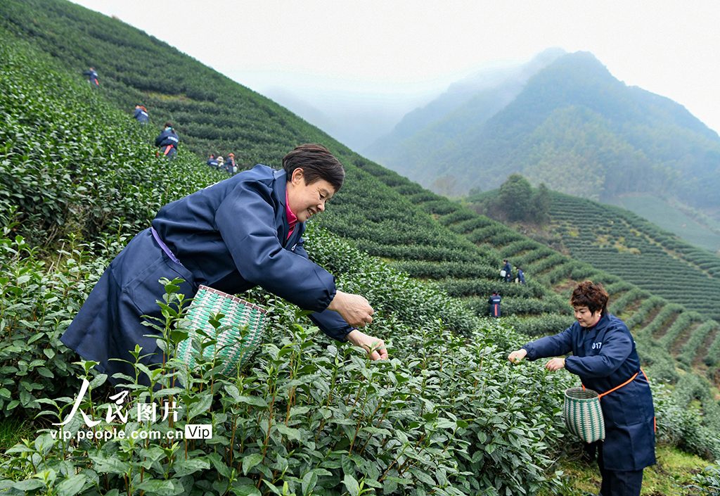 浙江武義：春茶開采【2】