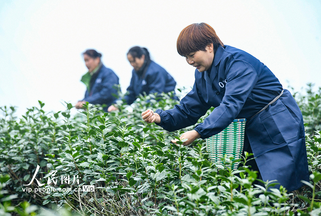 浙江武義：春茶開采【3】