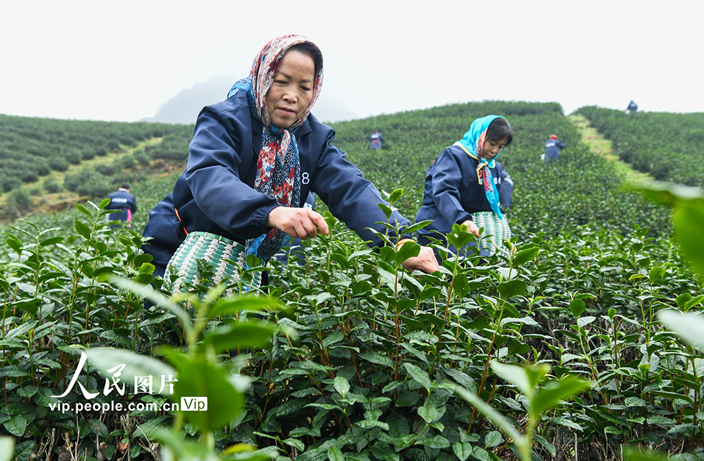 浙江武義：春茶開采【4】