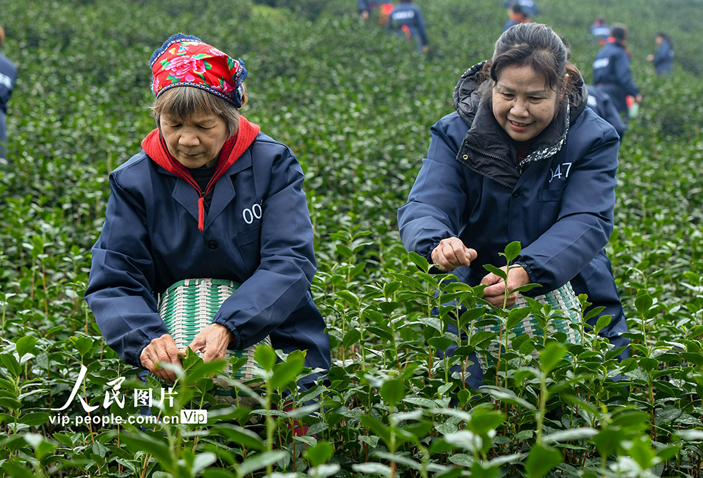 浙江武義：春茶開采【5】