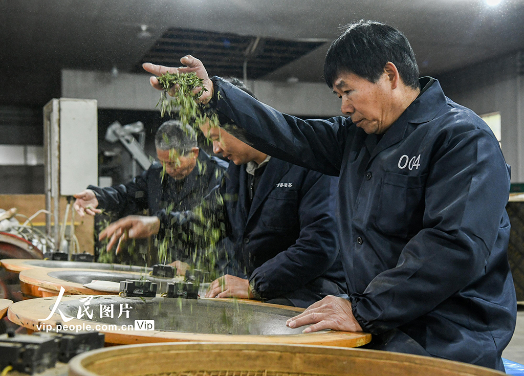 浙江武義：春茶開采【6】