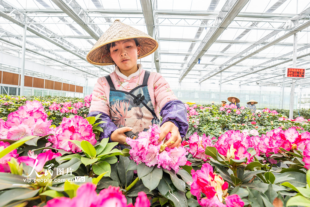 貴州畢節：花卉基地科技+【2】